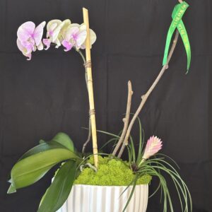 Orquideas naturales caleidoscopio. Por encargo.