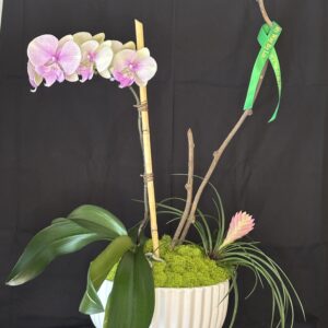 Orquídeas naturales