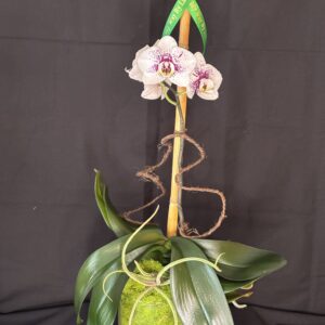 Orquídea natural blanca y rosa. Por encargo.